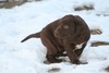 #7 chocolate female